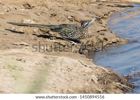 Wild roadrunner in Big Bend National Park going to the Rio Grande river to get a drink of water in Texas.