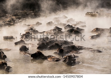 In Güroymak thermal springs, local people enter the healing water with their pets. Royalty-Free Stock Photo #1450907804