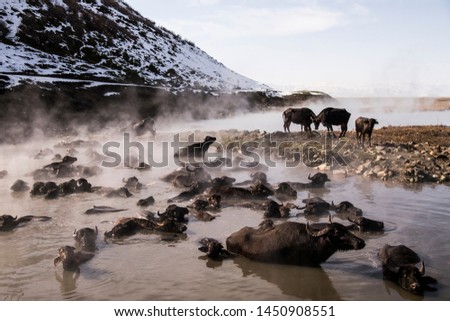 In Güroymak thermal springs, local people enter the healing water with their pets. Royalty-Free Stock Photo #1450908551