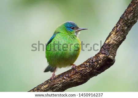 Dacnis cayana bird of the Atlantic Forest South America South East Brazil 