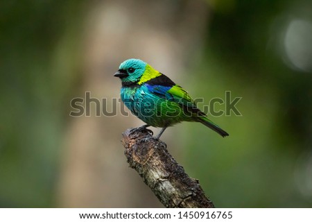 Saí-azul, Dacnis cayana bird of the Atlantic Forest South America South East Brazil 