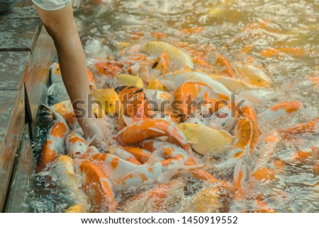 Woman feeding food to fancy carp fish by hand in the japanese pond.
