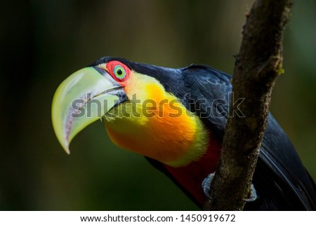 Ramphastos dicolorus , Tucano de bico verde, bird of the Atlantic Forest South America South East Brazil 