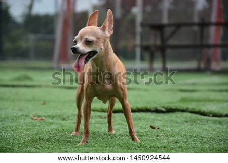 Miniature Pincher puppy dog walking on green grass Royalty-Free Stock Photo #1450924544