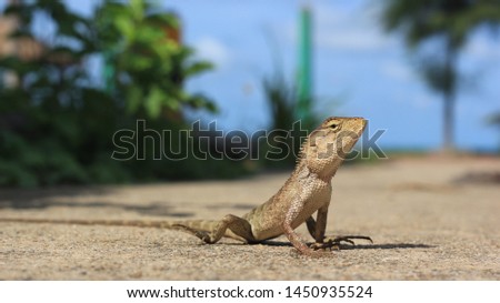 
Chameleon on the road by the sea With blurred background