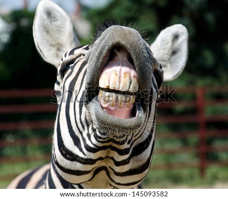 Zebra smile and teeth Royalty-Free Stock Photo #145093582