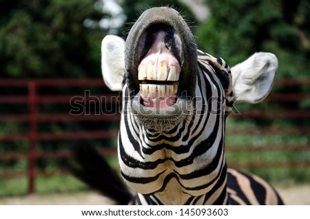 Zebra smile and teeth Royalty-Free Stock Photo #145093603