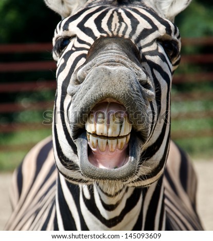 Zebra smile and teeth Royalty-Free Stock Photo #145093609