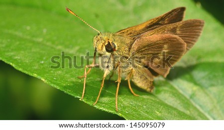 Moth Royalty-Free Stock Photo #145095079