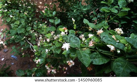 The jasmine plant is a source of exotic fragrance in warmer climates. It is an important scent noted in perfumes and has herbal properties