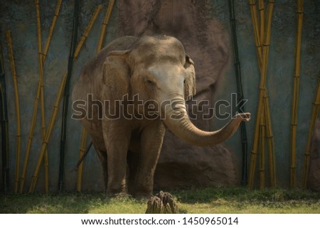 Elephant trunk, happy elephant, nature