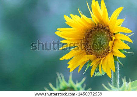 Sunflower natural background, Sunflower blooming, Sunflower oil improves skin health and promote cell regeneration