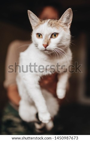 Mongrel cute kitten in the hands