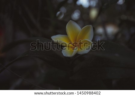 beautiful plumeria flowers for the background