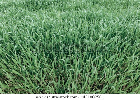 Background made of fresh green grass. Creative and moody color of the picture.