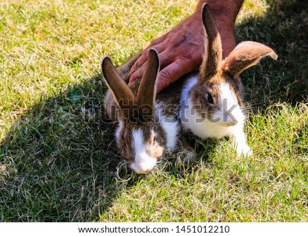 Two rabbits being hold down by a strong man hand.