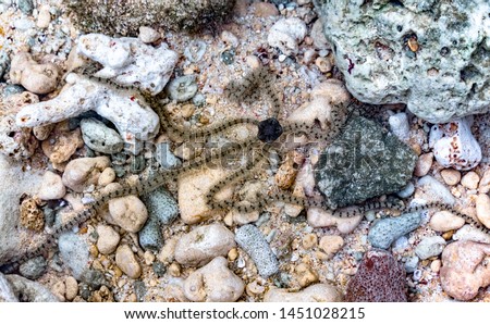 Scientific ID : Ophionereis reticulata (reticulated brittle star). Close-up photograph taken underwater of Brittle Star while in locomotion in natural habitat.
Class Ophiuroidea, Phylum Echinodermata. Royalty-Free Stock Photo #1451028215