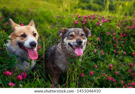 two lovely beautiful friends of a dog with tongues hanging out sit on a bright summer sunny meadow with blooming pink clovers