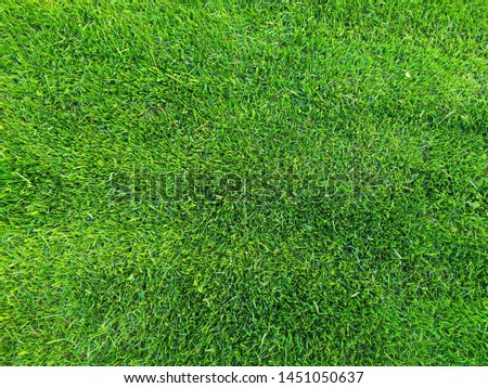 Fresh green grass photo background. Summer season wallpaper with a grassy meadow closeup. Abstract lush lawn texture. Suitable for any design purposes like football, soccer backdrop.