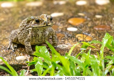 Common Asian Toad or Duttaphrynus melanostictus or asian toad brown or Bufo Bufo. Closeup animal. Toad on the garden path after the rain