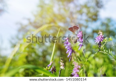 Summer background image - a butterfly sits on a purple flower against the background of plants, trees, blue sky. Summer concept. Place for text, minimalism.