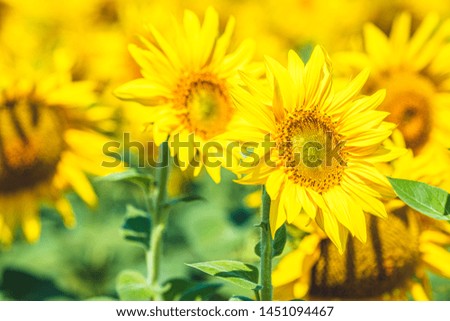 Yellow sunflowers close up. Field of sunflowers, rural landscape.