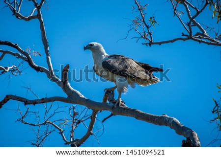 White Belly Sea Eagle perched on tree branch allowing me to get a couple of quick photographs before taking to the air