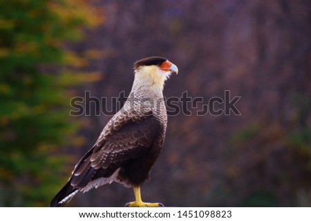 The Crested Caracara Falcon posing for some portait pictures near Perito Moreno Glacier in Patagonia Argentina.