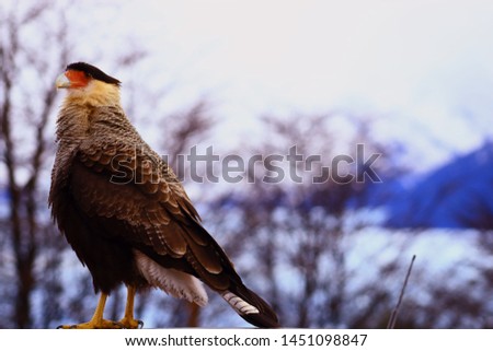 The Crested Caracara Falcon posing for some portait pictures near Perito Moreno Glacier in Patagonia Argentina.