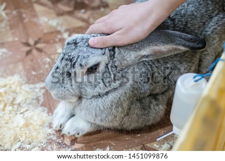 The female hand irons a gray rabbit. Top view