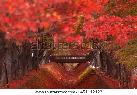 Maple Corridor (Momoji Kairo) at Kawaguchiko Lake in Autumn, Yamanashi, Japan Royalty-Free Stock Photo #1451112122