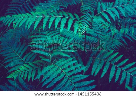 Close up of fern leaves in forest. Toned image with leaves texture and copy space.