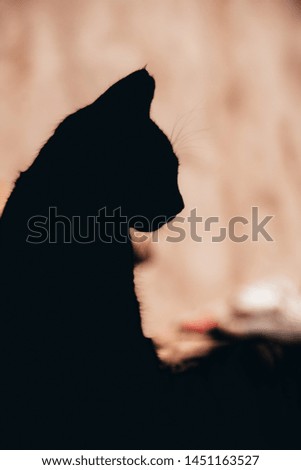 Silhouette of a black cute kitten