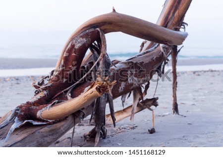 Old wooden snag on the sea beach, seashore at cold sunrise. Selective focus, abstract travel image.