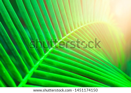 natural green background, closeup tropical coconut leaf