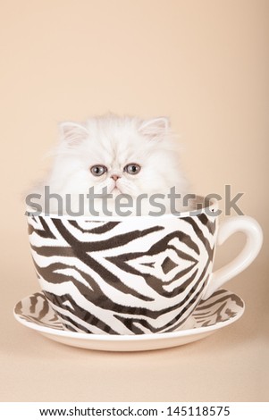 Silver Chinchilla Persian kitten sitting inside large black and white striped pattern cup and saucer on beige background