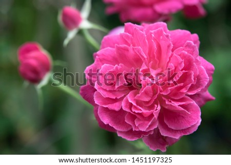 Close up Dark pink of Damask Rose flower (Rosa damascena) with blur background.