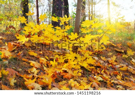 Yellow, orange, brown leaves on ground in Autumn season. Park in city. Maple, yellow foliage. Sunlight.