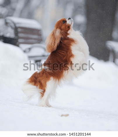 Cavalier king charles spaniel. Winter walking. Game with a dog. 