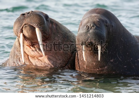 Two Walrus (Odobenus rosmarus), portrait with large tusks in Svalbard, arctic Norway. Like two old man in bath.