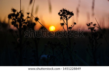 dry flowers silhouette at sunset