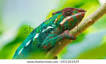 Chameleon 4K Wallpaper - Portrait 4K Wallpaper 