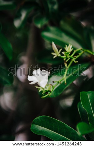 Tropical flowers frangipani (plumeria) on a green tree.