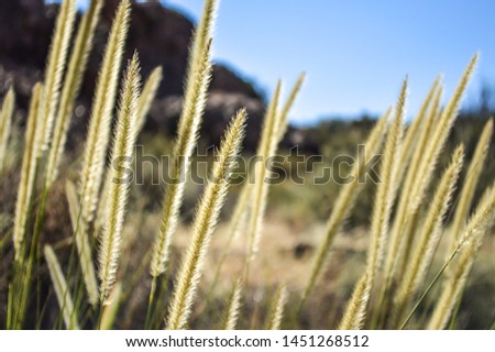 Furry Yellow Grass Similar to Wheat or Barley in Cape Town, South Africa