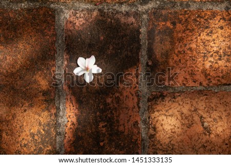 Little white plumeria flowers or Frangipani fall on the blick floor and beautiful spot light.
