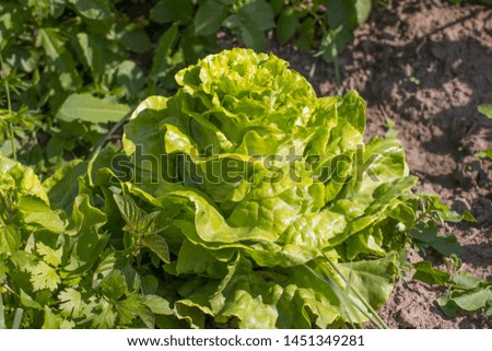 Growing green iceberg lettuce. Harvest.