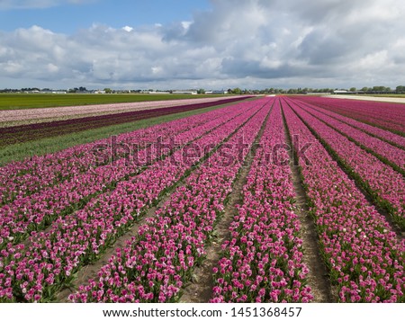 Beautiful tulip flowers in Netherlands.Aerial drone picture of blooming tulips on rural fields of Netherlands in spring.Dramatic cloudy sky above vibrant exotic flower field outside Keukenhof gardens