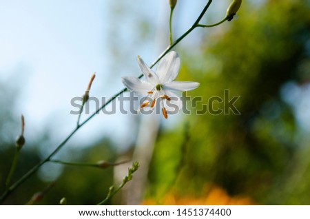 Garden flowers. Botanical photography. Macro. 