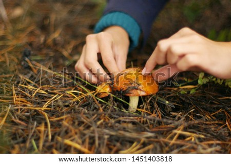 Collect fresh mushrooms in the forest in early autumn.