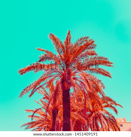 Orange palm trees and blue sky. Minimal and surreal
